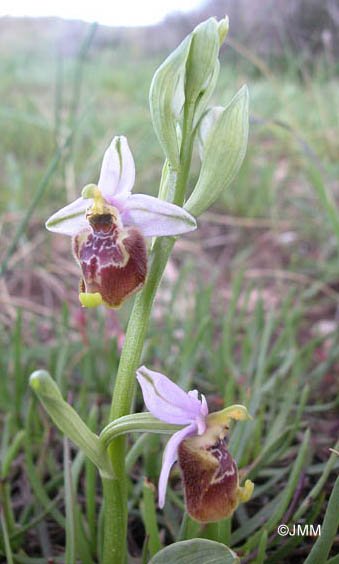 Ophrys candica 