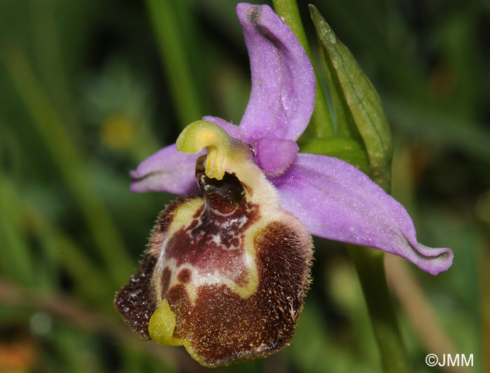 Ophrys candica 