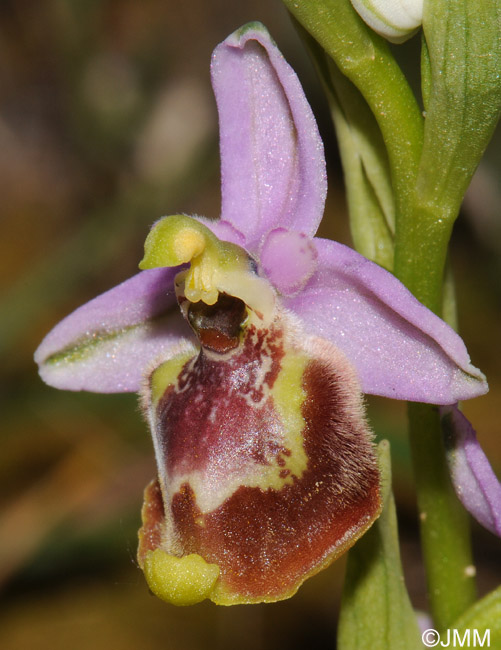 Ophrys candica 