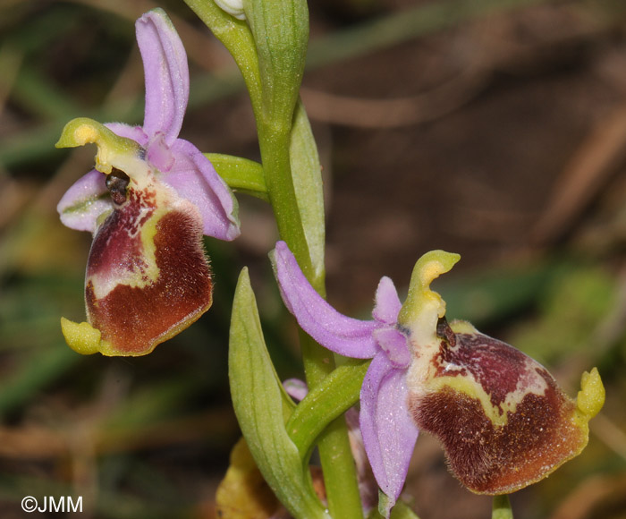 Ophrys candica 