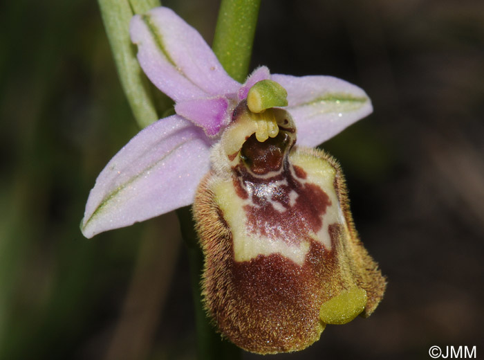 Ophrys candica 