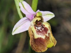 Ophrys candica&nbsp;