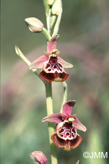 Ophrys celiensis