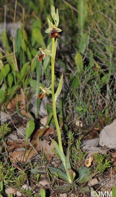 Ophrys celiensis