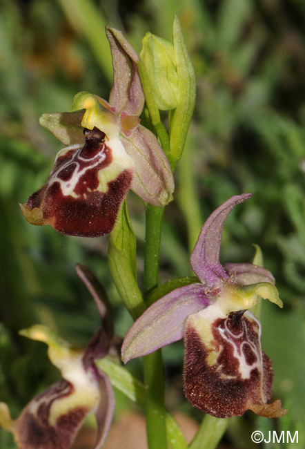 Ophrys celiensis