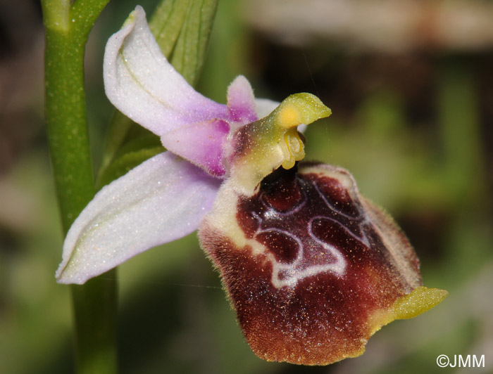 Ophrys celiensis