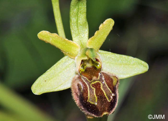 Ophrys classica