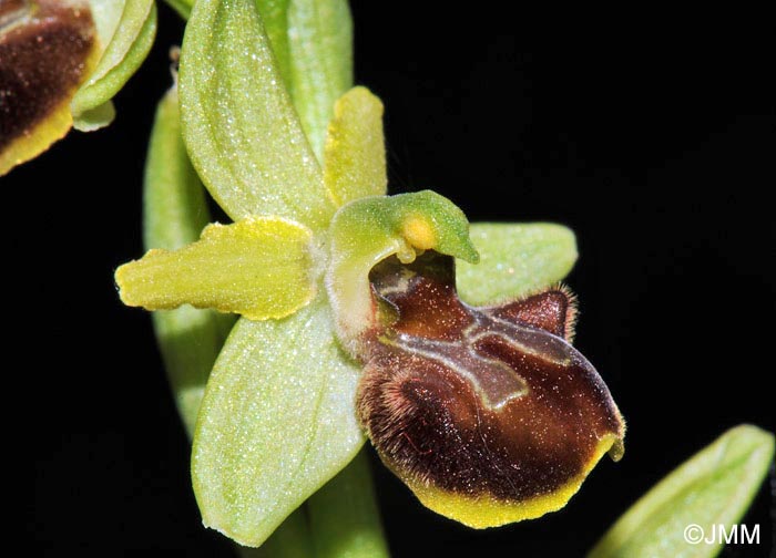 Ophrys classica