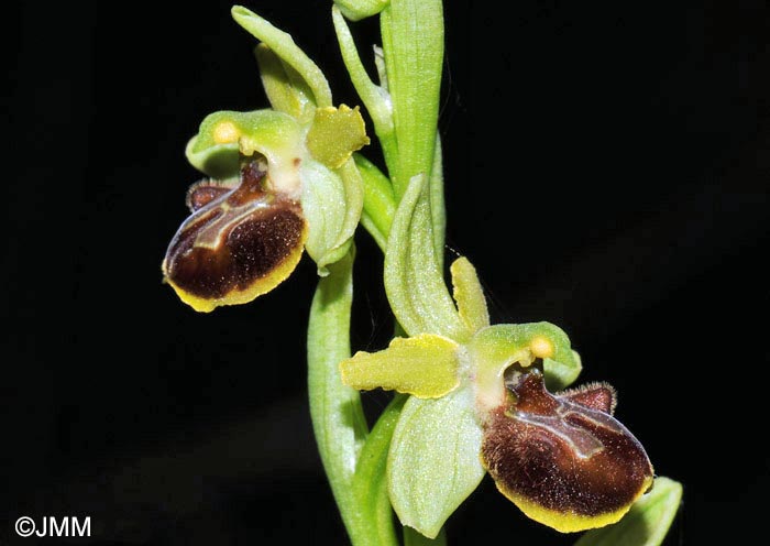 Ophrys classica