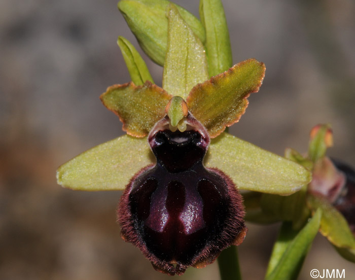 Ophrys garganica