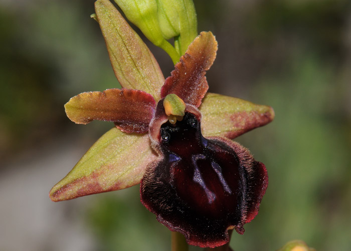 Ophrys garganica