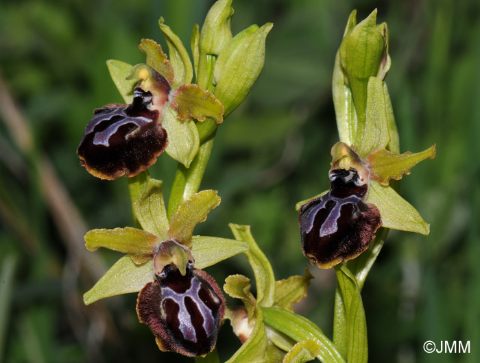 Ophrys garganica