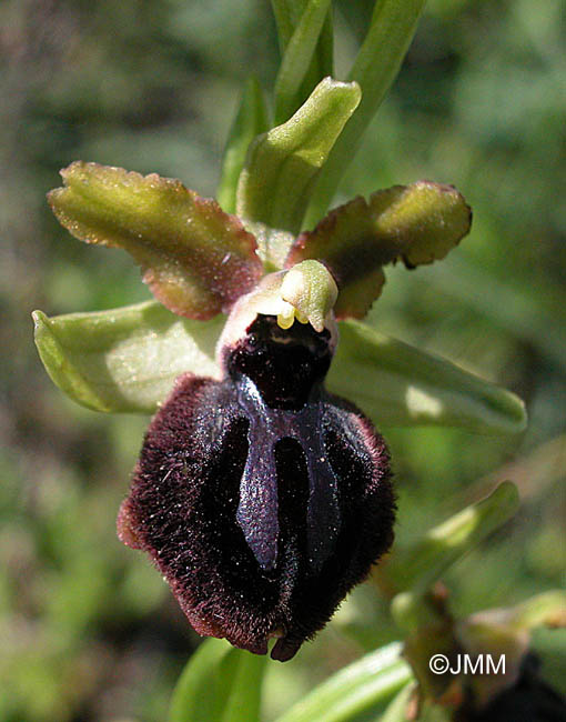 Ophrys garganica