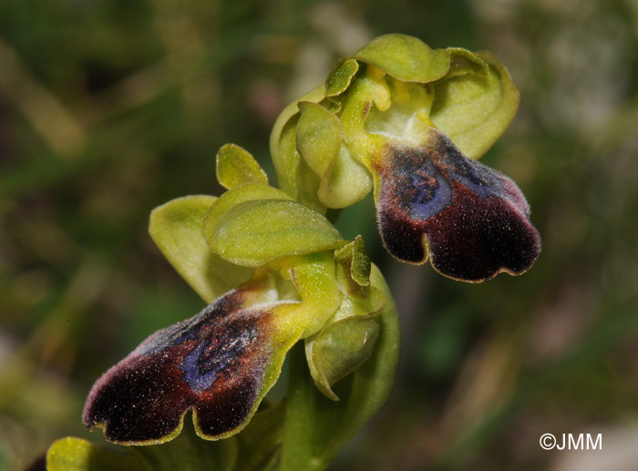 Ophrys hespera