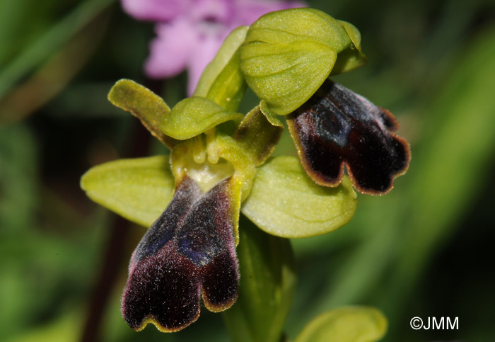 Ophrys hespera