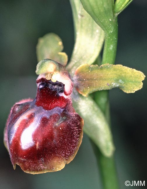 Ophrys sp.