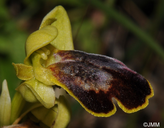 Ophrys lucifera