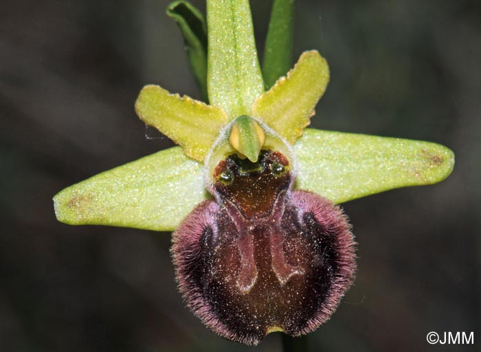 Ophrys minipassionis