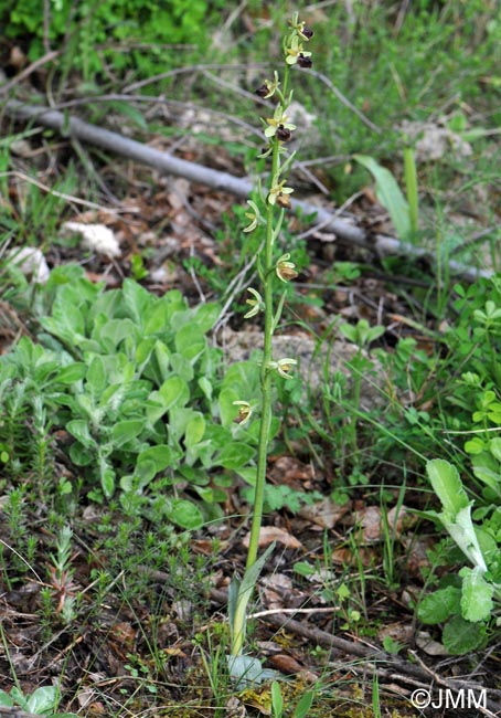 Ophrys minipassionis