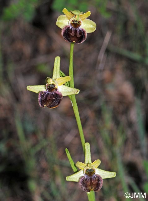 Ophrys minipassionis