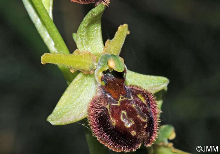 Ophrys minipassionis