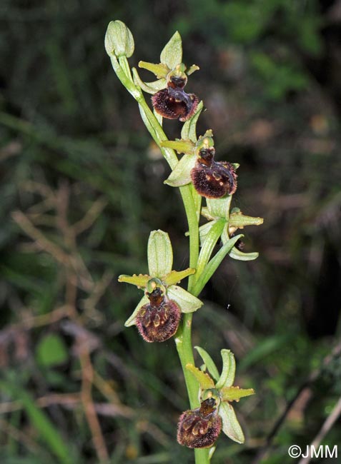 Ophrys minipassionis