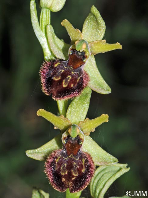 Ophrys minipassionis