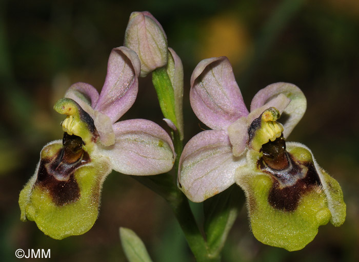 Ophrys neglecta