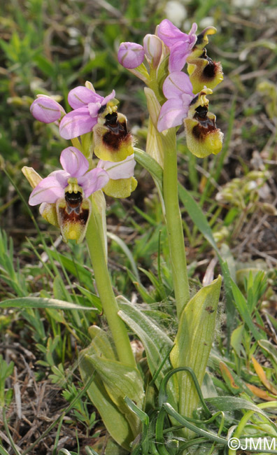 Ophrys neglecta