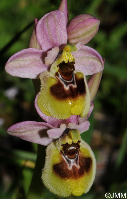 Ophrys neglecta