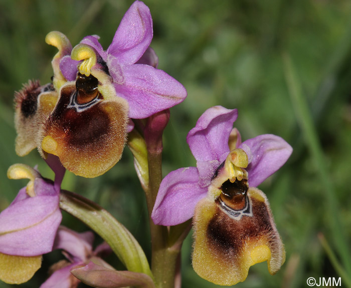 Ophrys neglecta