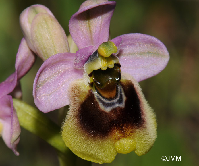 Ophrys neglecta