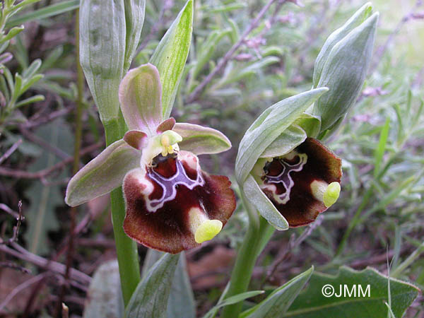 Ophrys celiensis