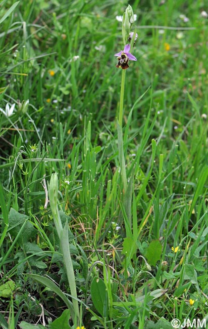 Ophrys paolina = Ophrys holosericea subsp. paolina