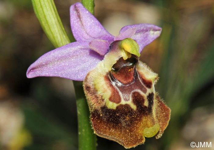 Ophrys paolina = Ophrys holosericea subsp. paolina