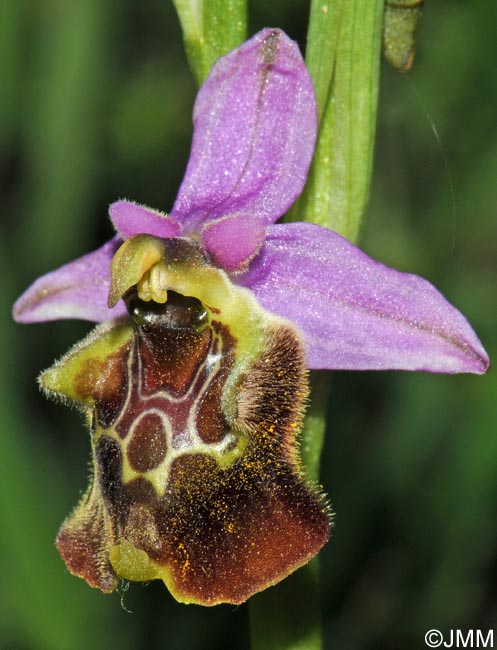 Ophrys paolina = Ophrys holosericea subsp. paolina