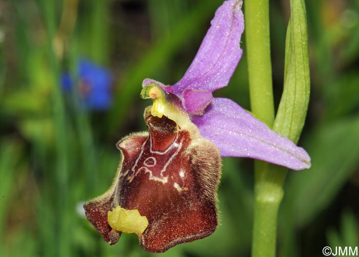 Ophrys paolina = Ophrys holosericea subsp. paolina