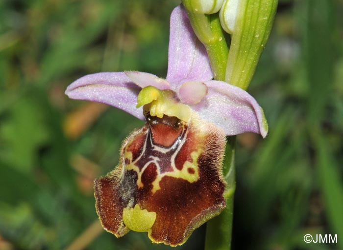 Ophrys paolina = Ophrys holosericea subsp. paolina