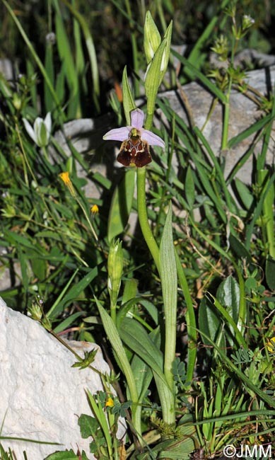 Ophrys paolina = Ophrys holosericea subsp. paolina