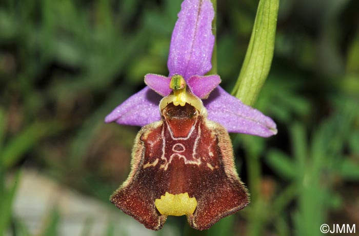 Ophrys paolina = Ophrys holosericea subsp. paolina