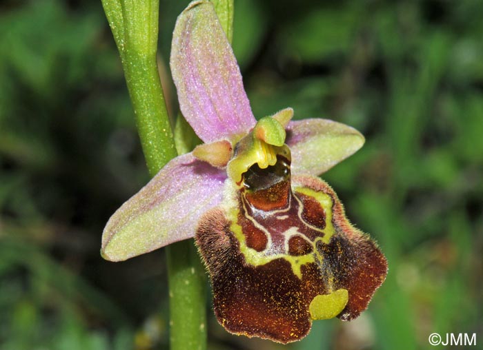 Ophrys paolina = Ophrys holosericea subsp. paolina