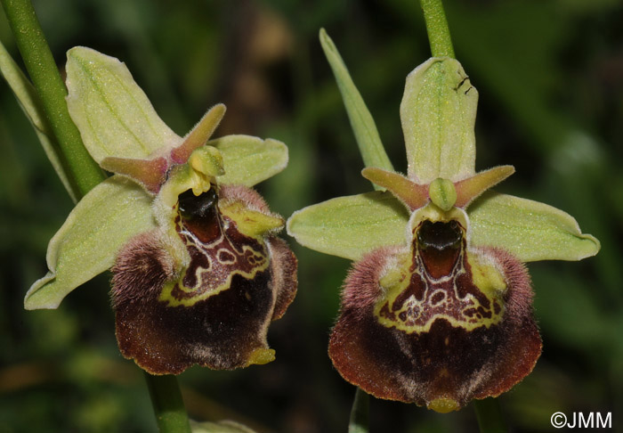 Ophrys parvimaculata 