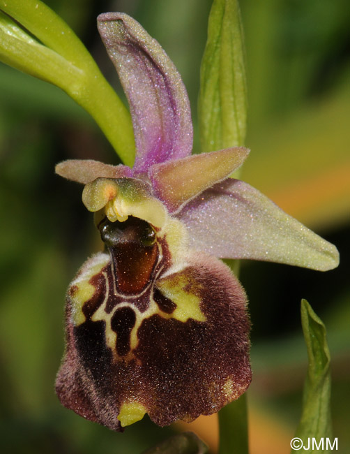 Ophrys parvimaculata 