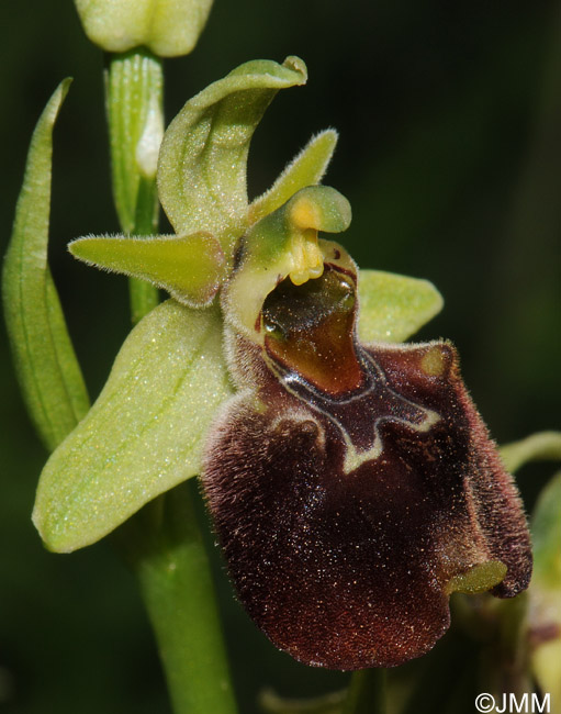 Ophrys parvimaculata 