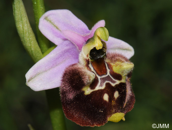Ophrys parvimaculata 