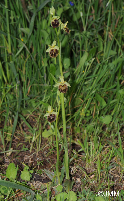 Ophrys parvimaculata 