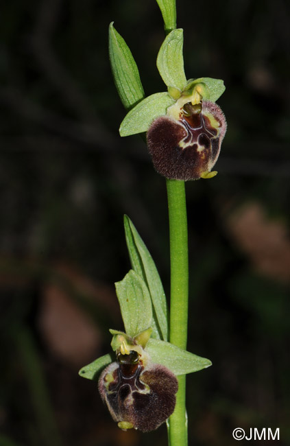 Ophrys parvimaculata 