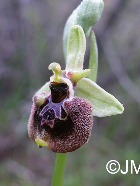 Ophrys parvimaculata