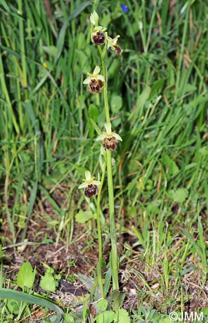 Ophrys peucetiae