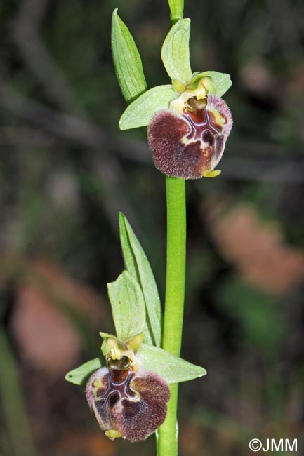 Ophrys peucetiae